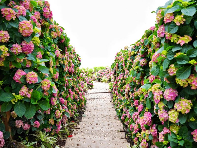 phim truong happy hill da lat1