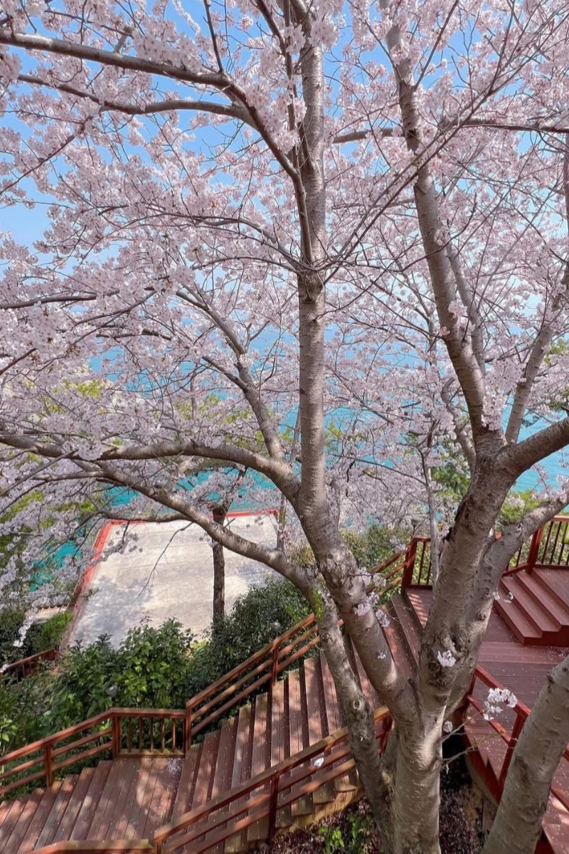 chup anh cuoi hanbok 2